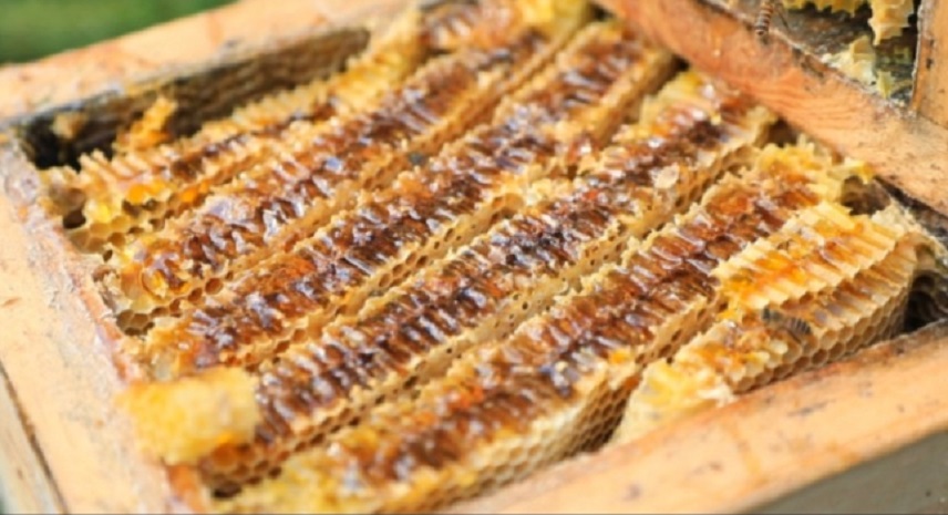 한국기행-토종꿀-민통선-설악산-토봉꿀