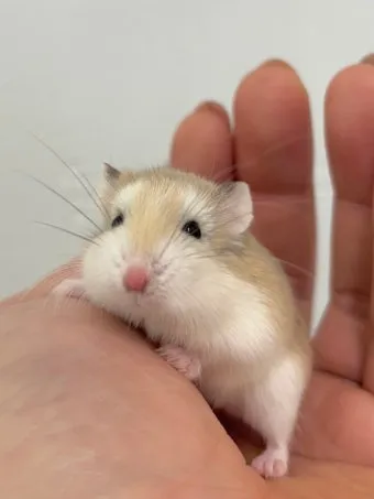 햄스터 한밤중에 집을 탈출하려는 이유 관리_14