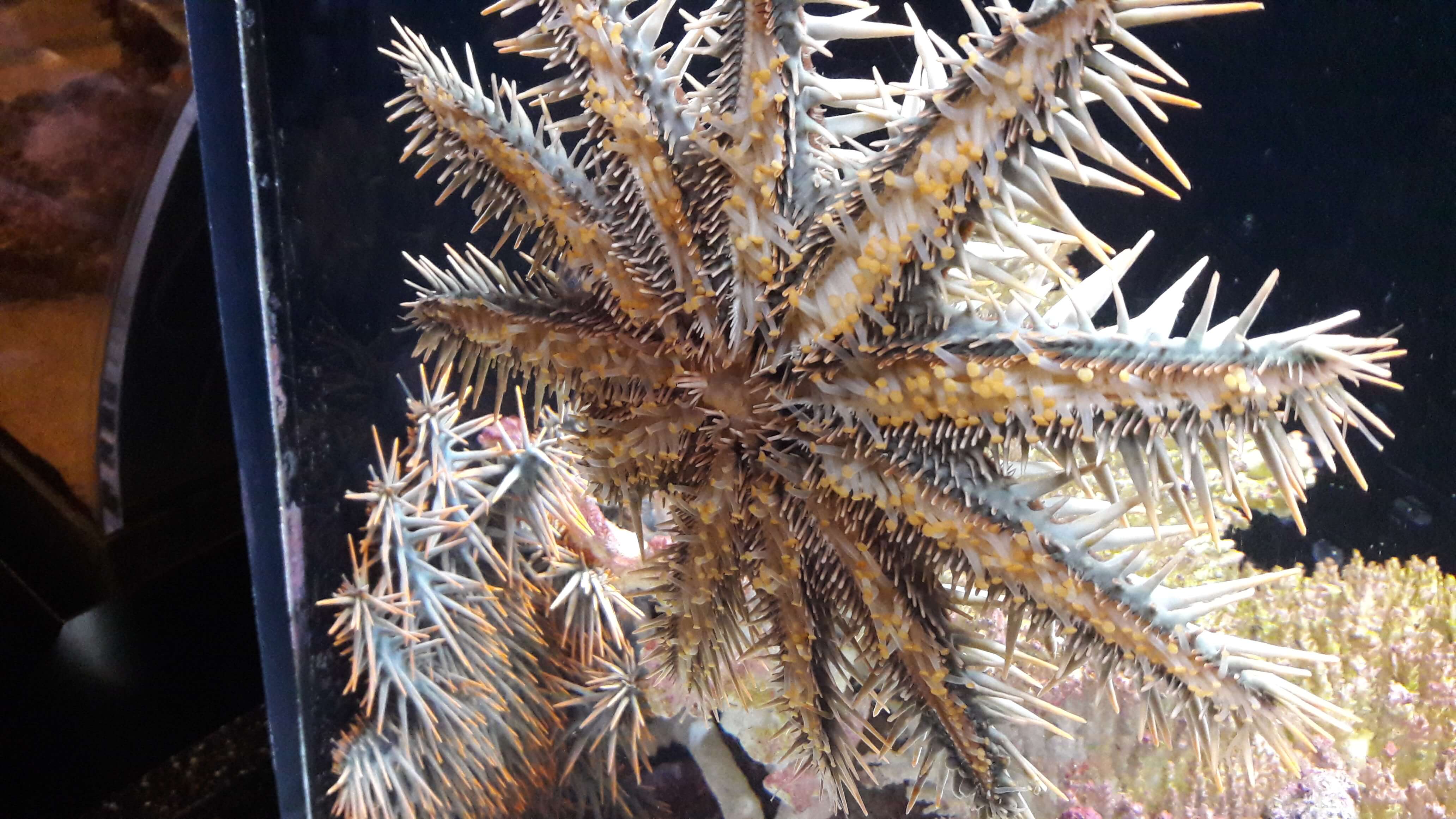 츄라우미 수족관