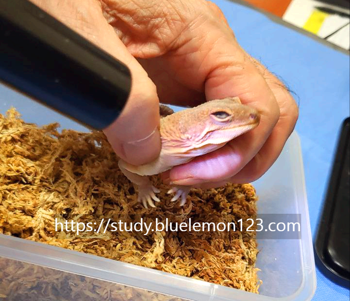 레오파드게코 눈병 치료 후기 (고름, 안약, 가루약, 병원비)