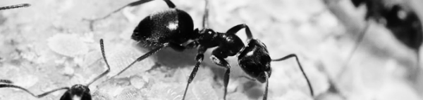 개미 퇴치법: 화단개미