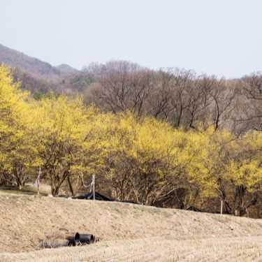 이천 산수유축제
