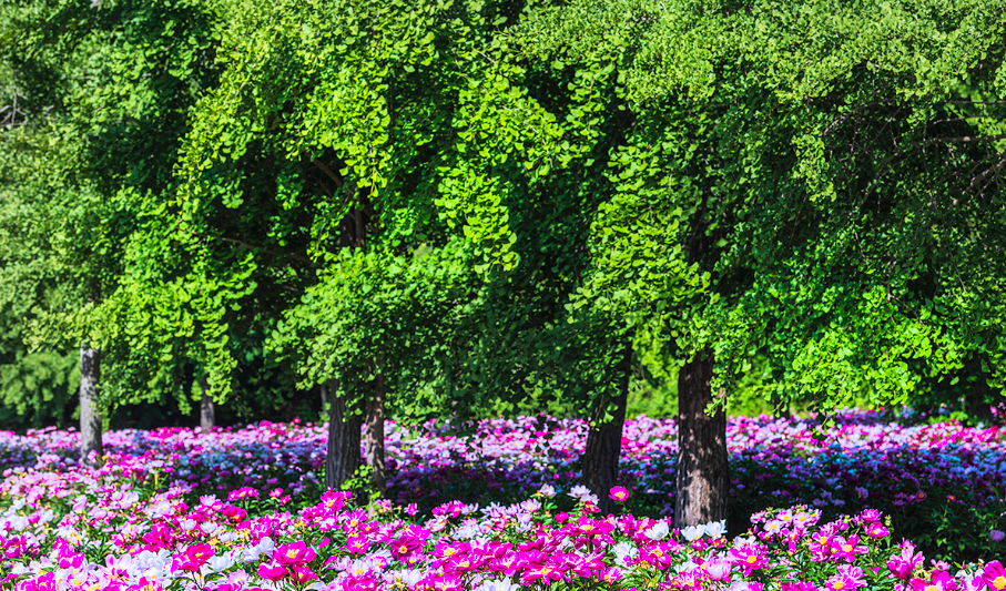 화북면 자천리 2082 작약 꽃밭