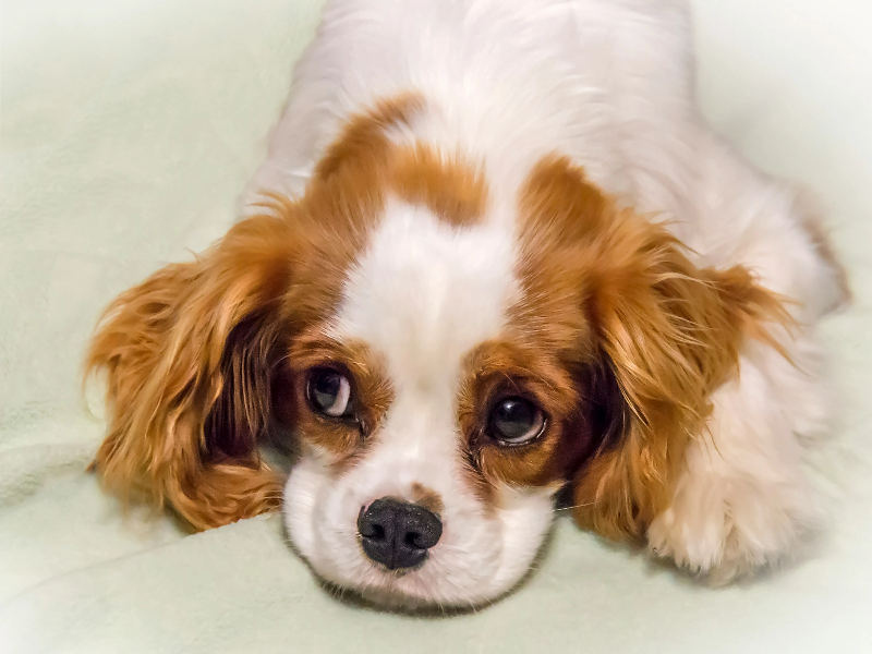 엎드려있는 강아지