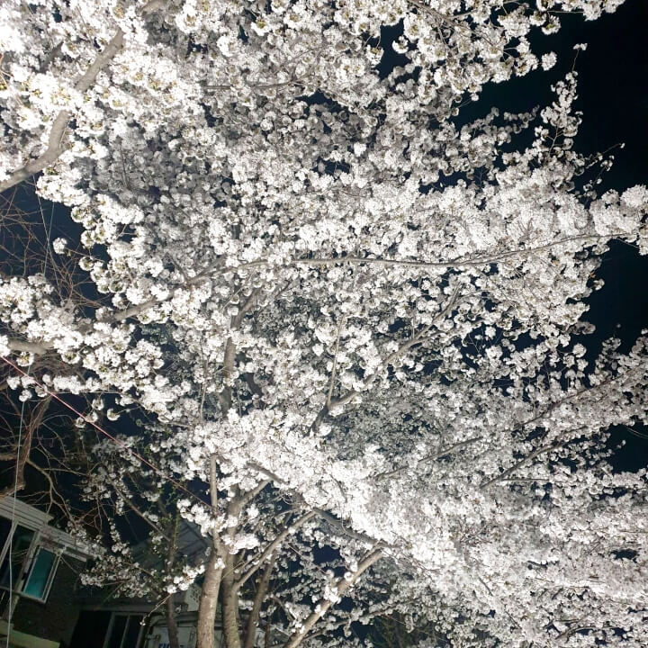 벚꽃구경