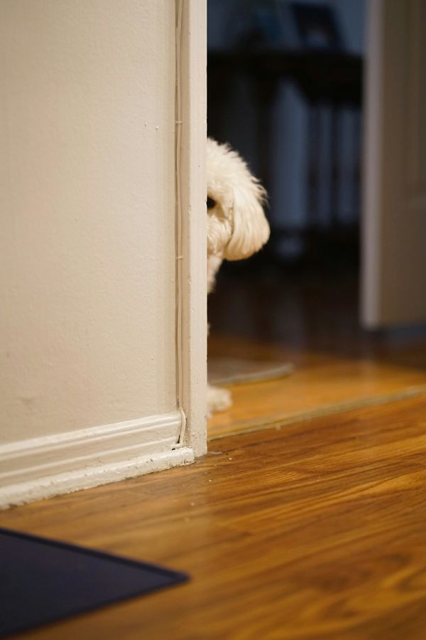 숨어서 눈치 보는 강아지