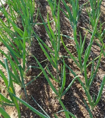 텃밭 대파 키우는 방법 파종 시기_11