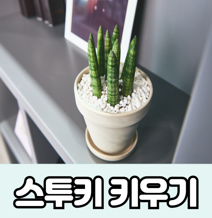 스투키 키우기