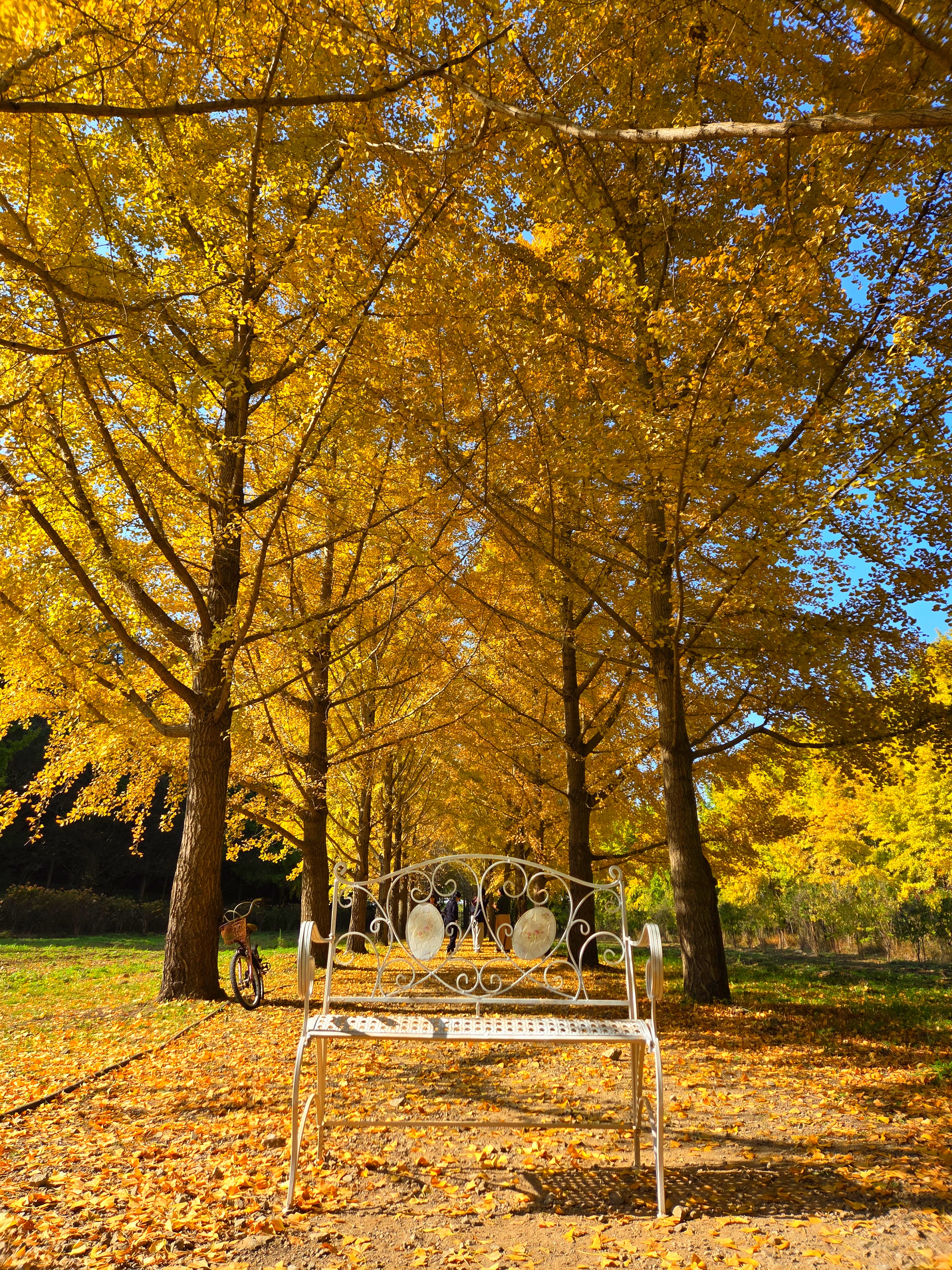 나주 은행나무수목원 벤치