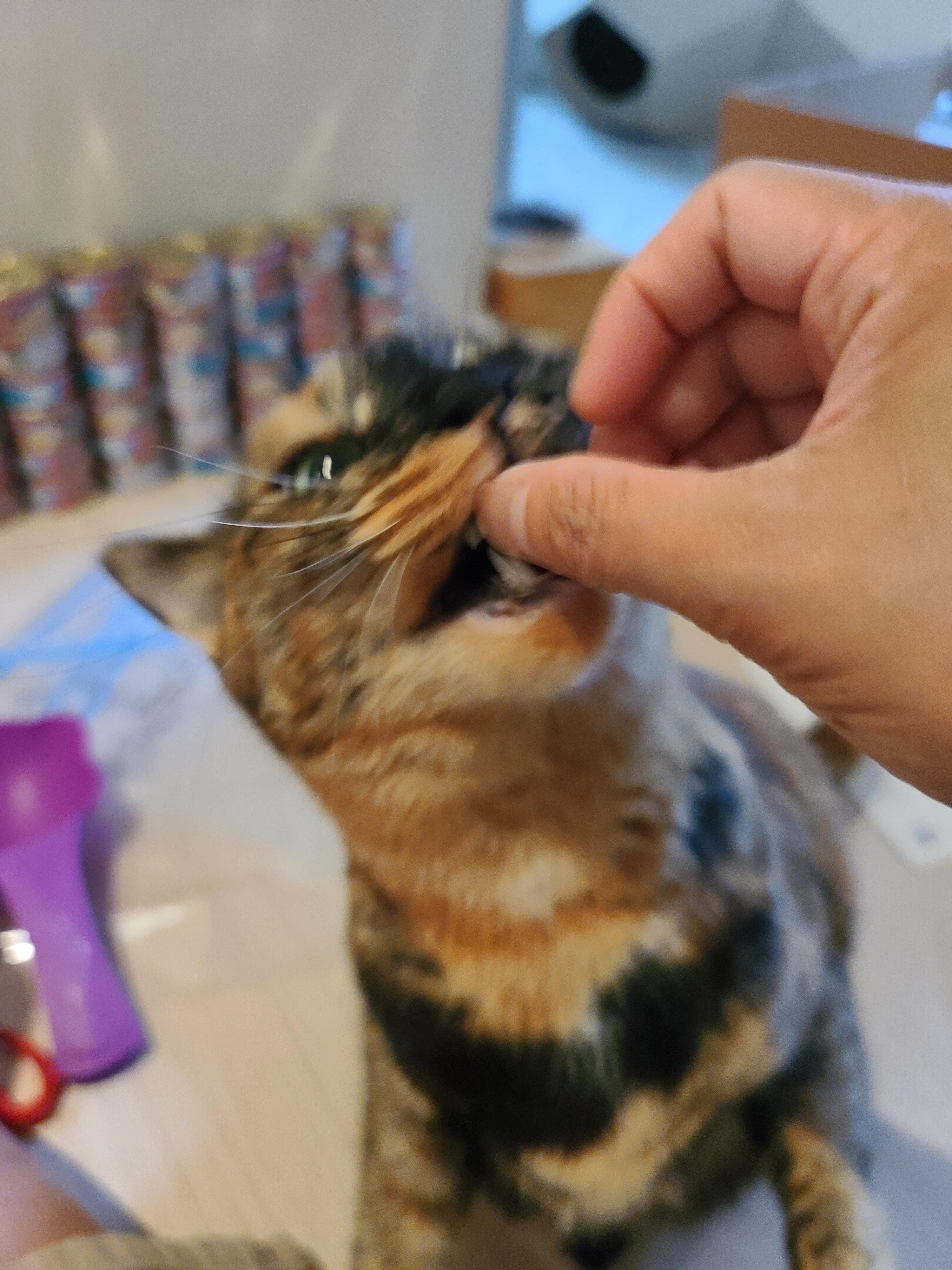 '기다려' 하는 먹보 고양이. 카오스 소심냥 사랑이.