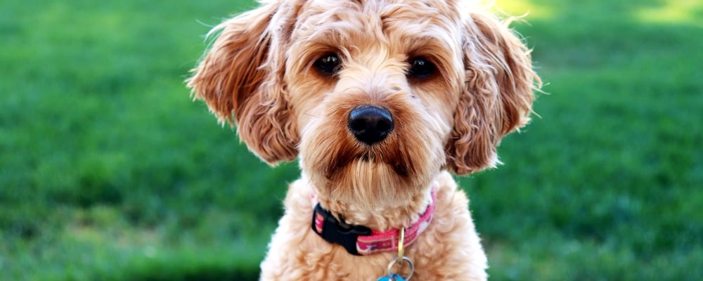 개싸움 말리는 방법 9