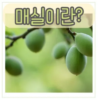 매실 수확시기 중부지방 남부지방 광양 지역별 정리_10