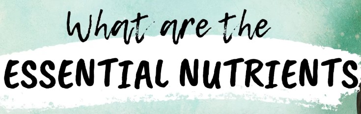 생애주기 / 연령대별로 필요한 영양소