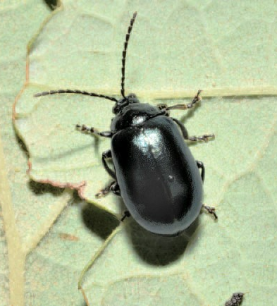 오리나무잎벌레 성충2