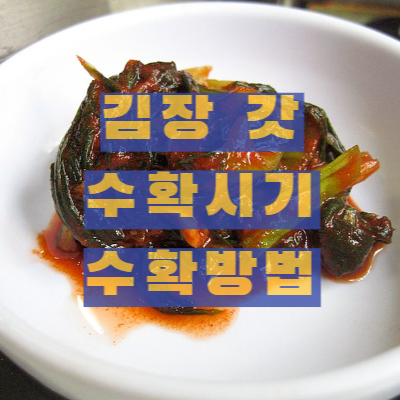 김장 갓 수확시기 수확방법 저장방법 알아보기 썸네일