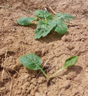 도라지 파종시기