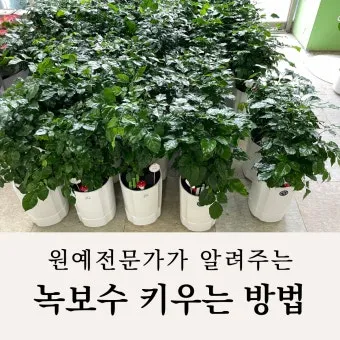 녹보수 물주기 광량관리 환기요령 비료주기 침실 거실 추천_3