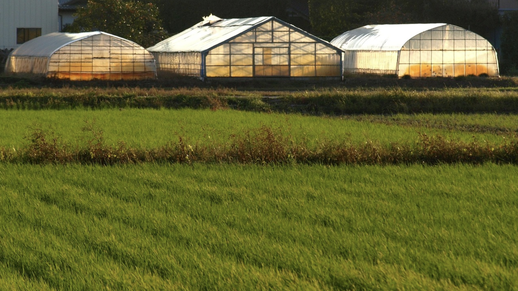 스마트팜과 농부의 협업: 데이터가 일궈낸 수확