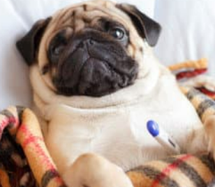 강아지 췌장염 증상 및 관리법 놓치면 큰일