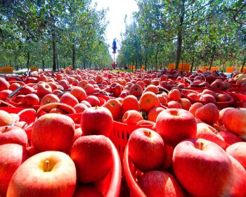 청송사과축제_17