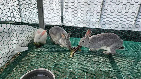 솔비네딸기 체험농장