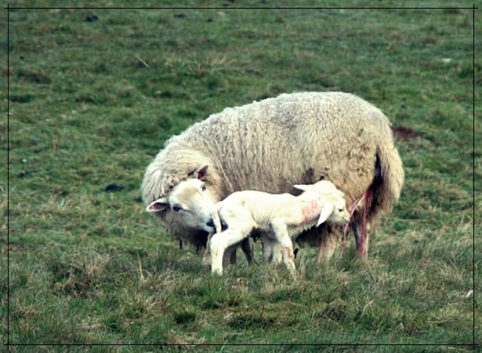 양태반의 놀라운 효능 알아보기