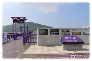박지도섬