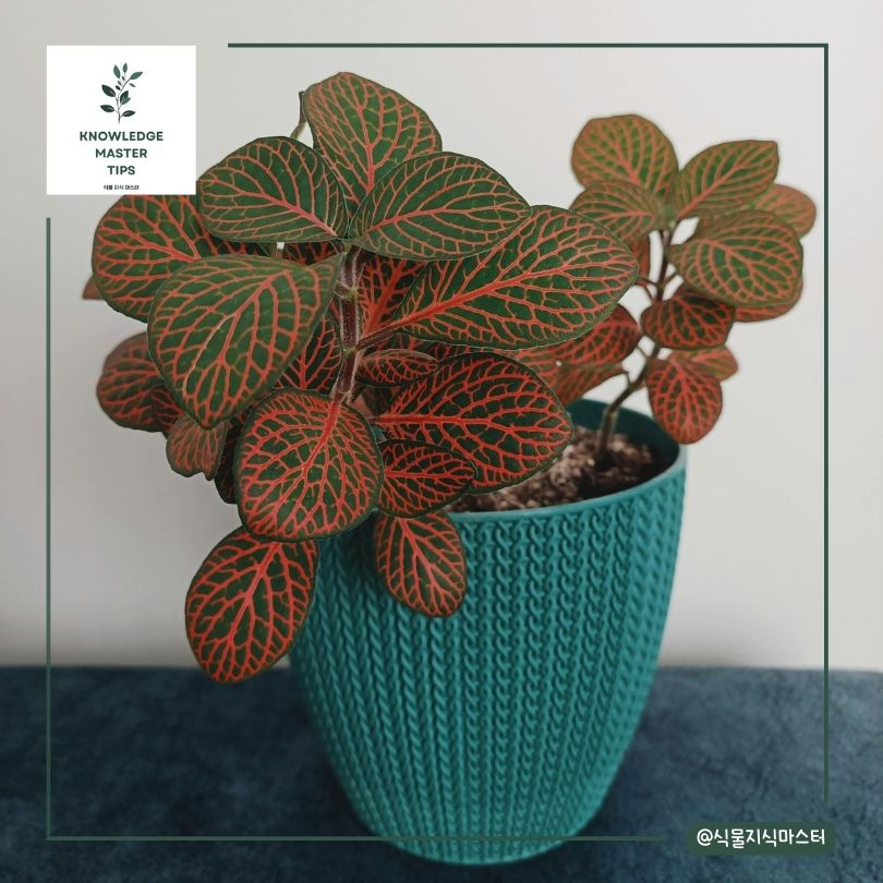 피토니아 분갈이 가이드