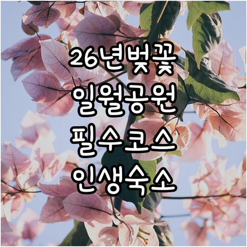 일월공원 2026년 벚꽃 시기 예측과..