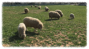 한우드림 동물체험장