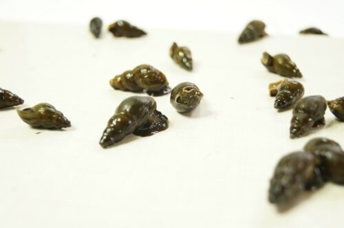 생방송투데이 이 주의 장바구니 맑은 강의 보물 영월 다슬기 주문방법 아띠라이프 생방송투데이 3781회