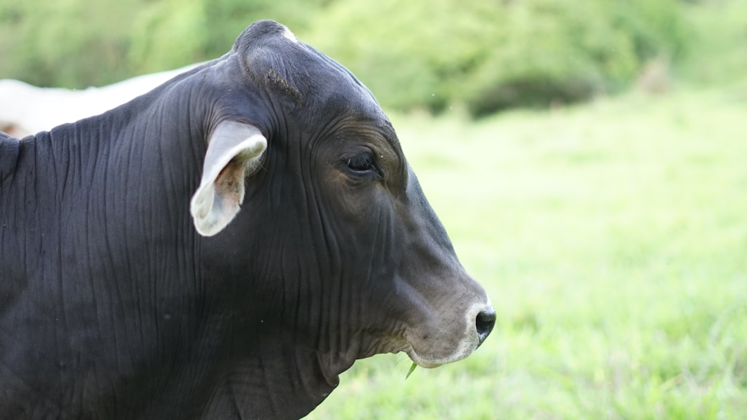 Ox