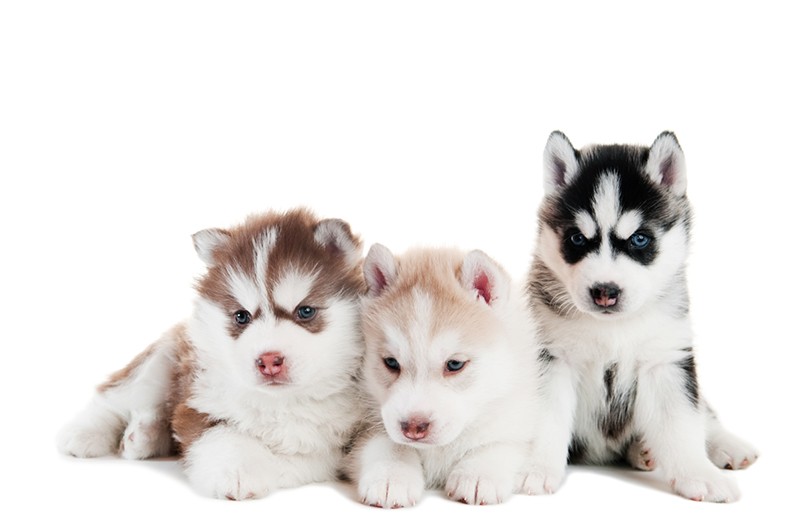 시베리안허스키