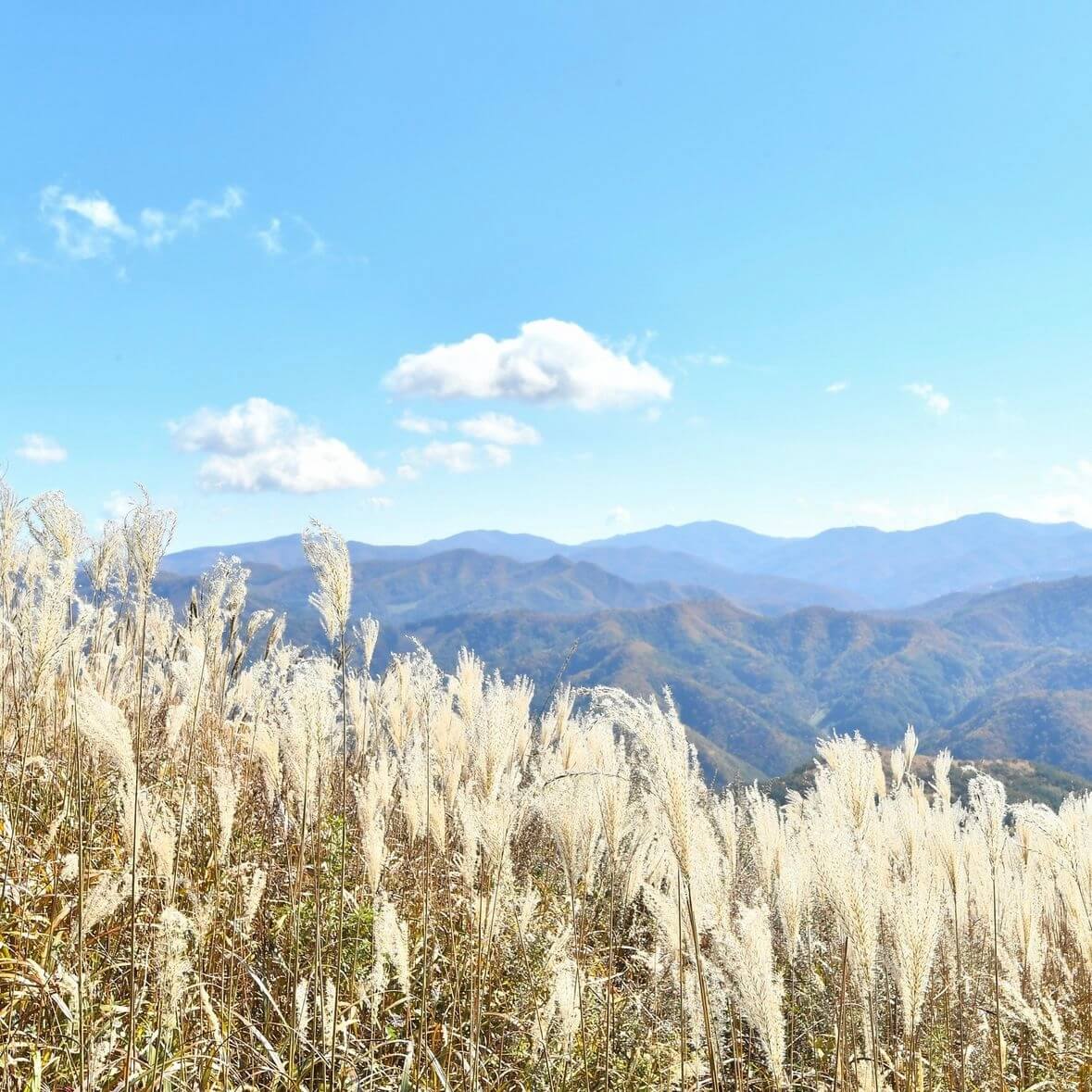 민둥산 억새꽃축제