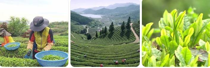 두륜산 녹차체험사진