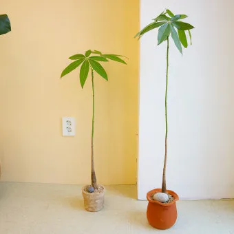 파키라 키우기 분갈이 뿌리관리 물주기간격 쉬운 관리법_7