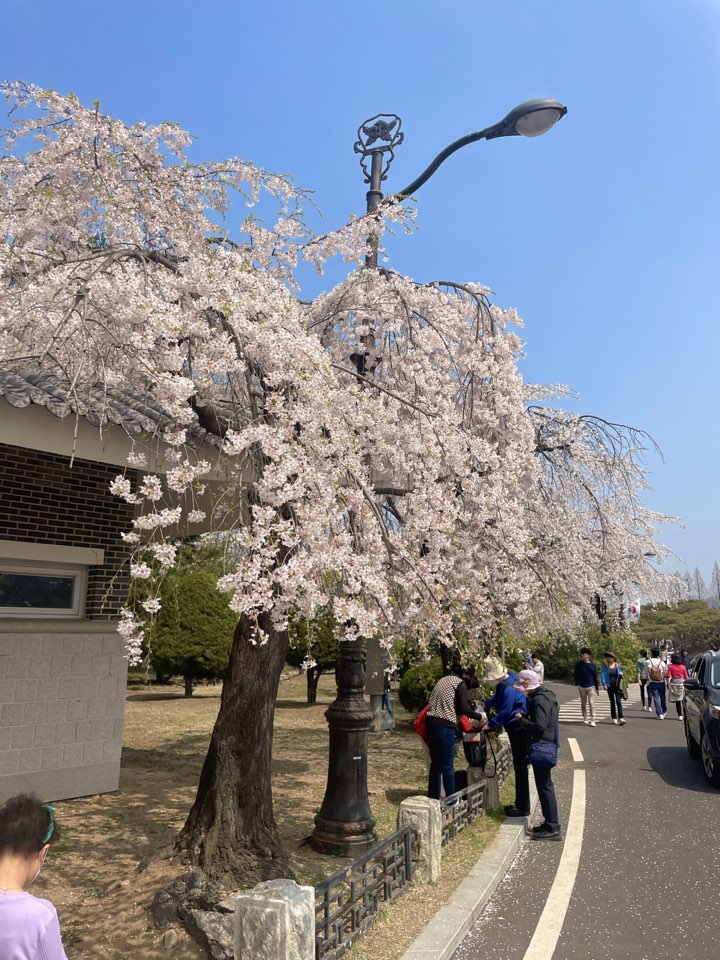 벚꽃