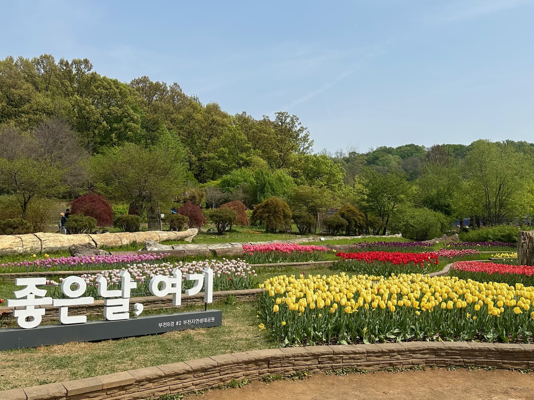 [4월 봄꽃 축제]부천 무릉도원수목원 튤립 축제❘방문후기, 맛집 정보