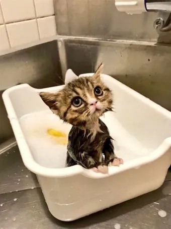 고양이 쉽게 목욕하는 방법과 준비 요령_5