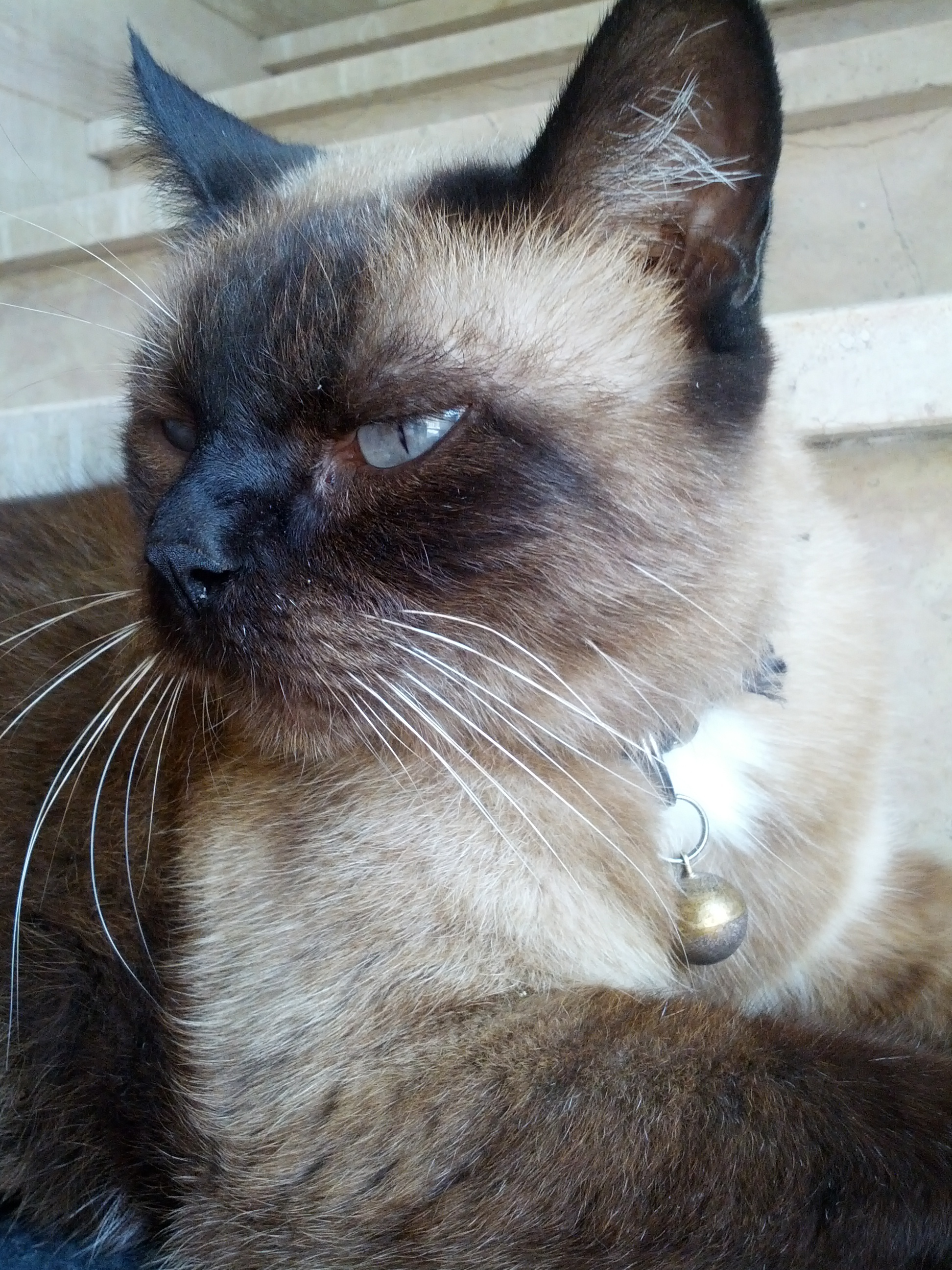 고양이 방울 관련 사진