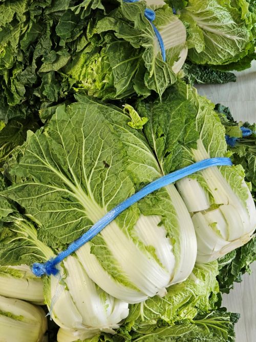 2024 올해김장배추(1)