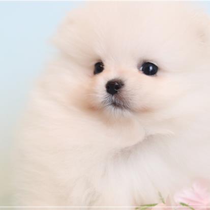 포메라니언