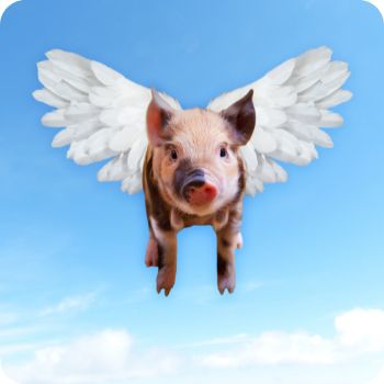 돼지꿈 꾸면 로또 재물과 행운을 부르는 돼지 꿈해몽 총정리