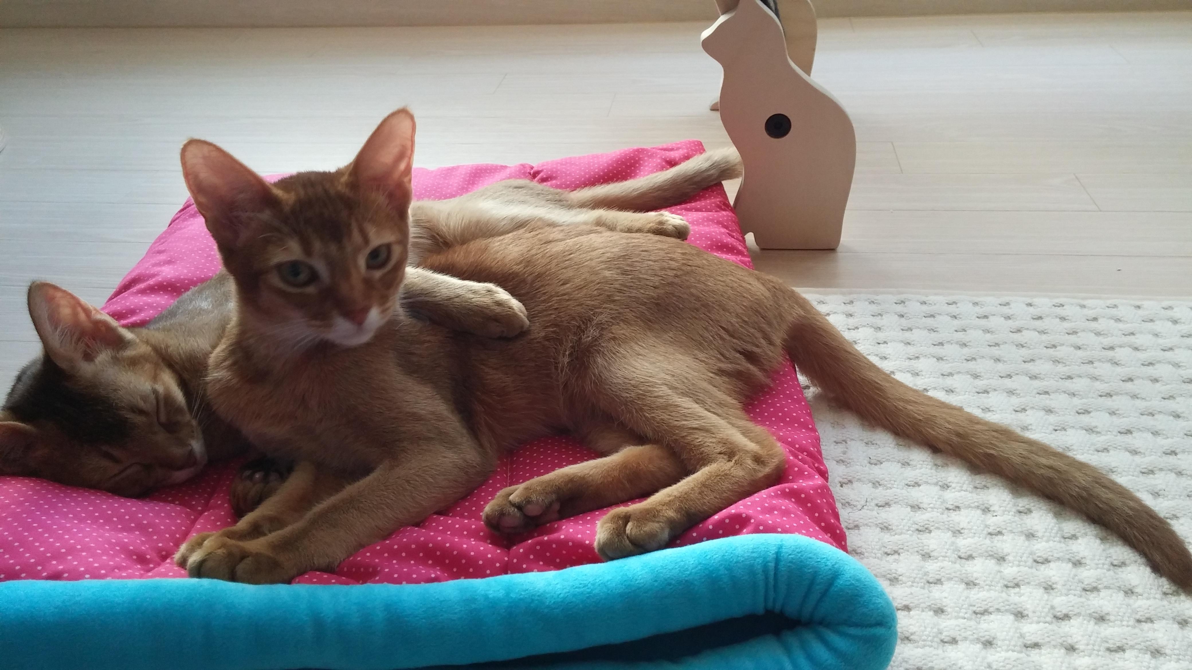 사이좋은 고양이들. 우리집 1호, 2호 공식 커플.