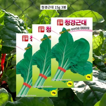 근대 재배 잎 따기 간격 유지 연속 수확_11