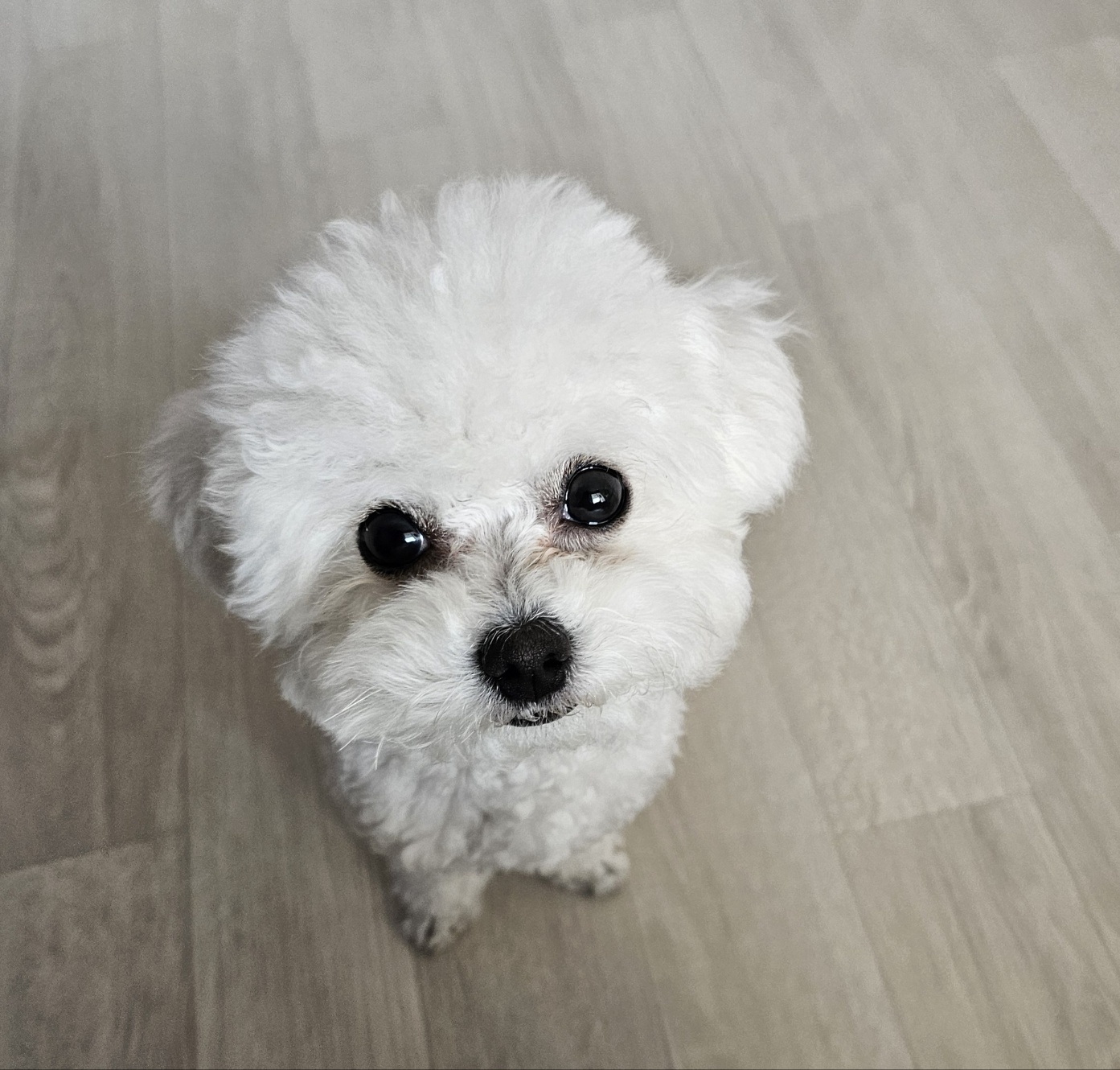 동이 누나가 키우는 강아지 동이 사진