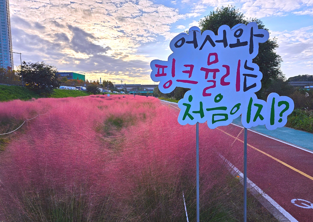핑크뮬리 명소 "대전 산호빛 공원 산책로"