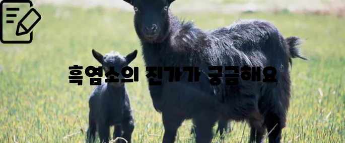 흑염소 효능과 부작용