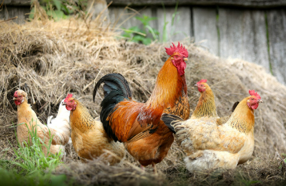 2025년 5월 닭띠 운세