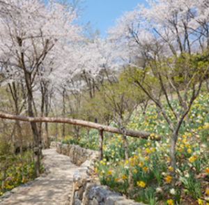 화담숲 수선화 축제
